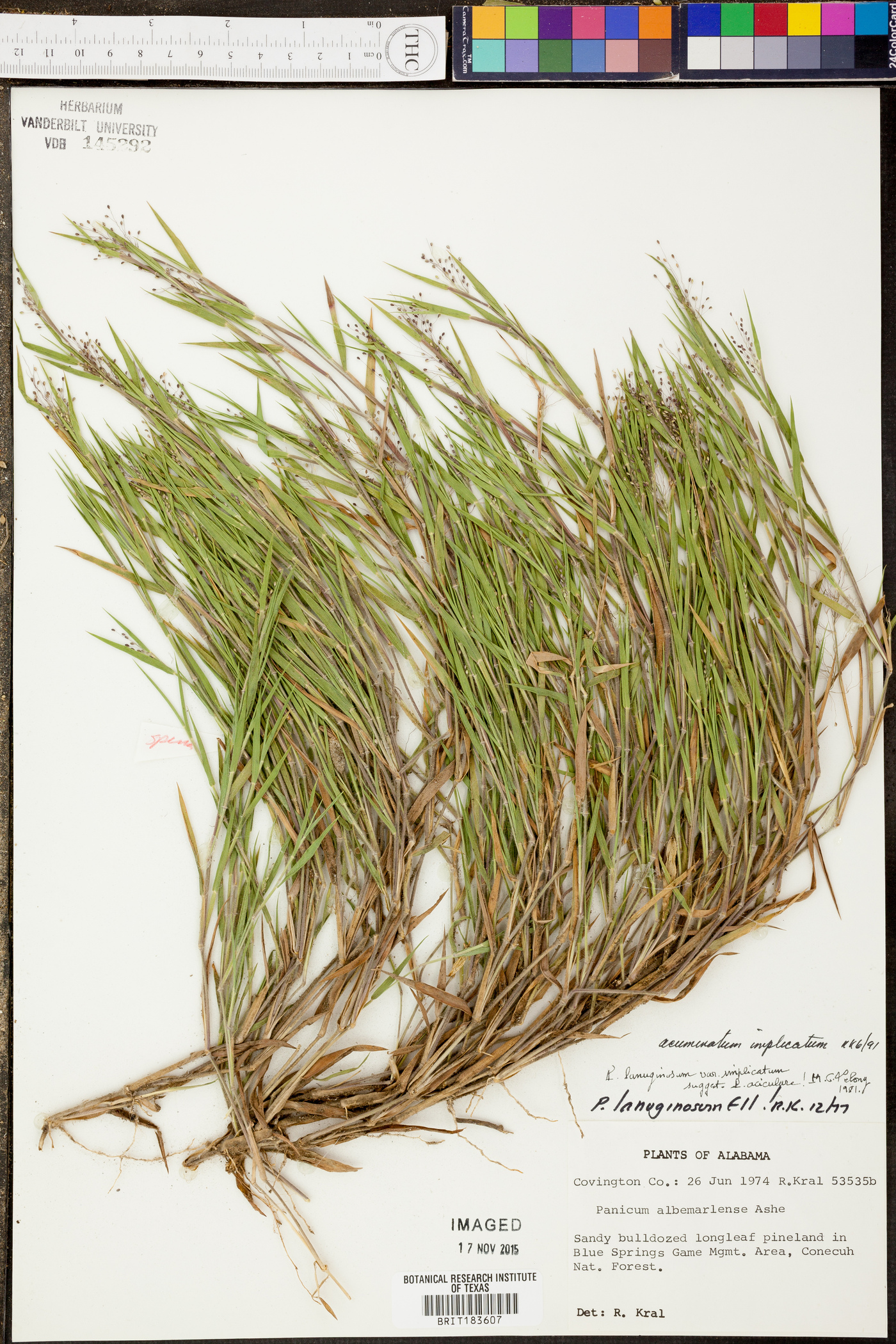 Panicum sadinii image