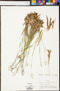 Panicum sadinii image