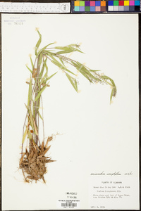 Panicum sadinii image