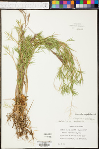 Panicum sadinii image