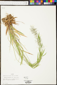 Panicum sadinii image