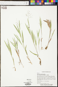 Panicum villosissimum image