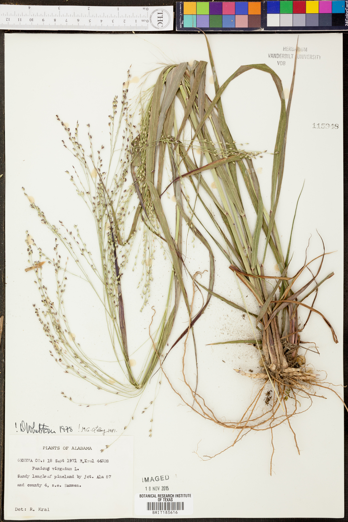 Panicum dichotomum image