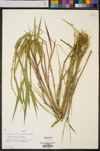 Panicum hemitomon image