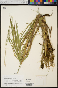 Panicum hemitomon image