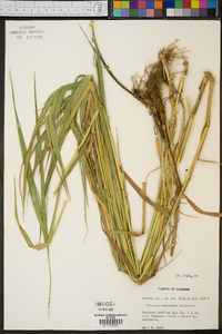 Panicum hemitomon image