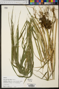 Panicum hemitomon image