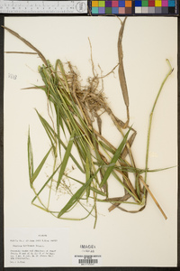 Panicum hemitomon image