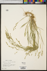 Panicum hians image