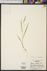 Panicum hians image