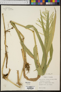 Panicum gymnocarpon image