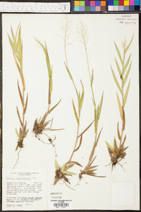 Panicum erectifolium image