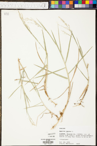 Panicum repens image