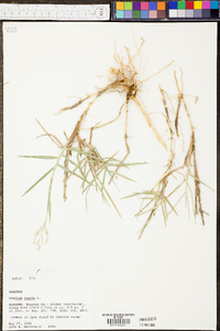 Panicum repens image