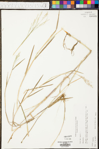 Panicum repens image