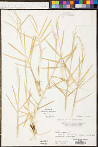 Panicum repens image