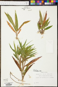 Panicum ravenelii image