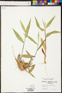 Panicum ravenelii image