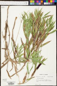 Panicum ravenelii image