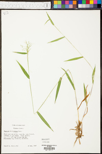 Panicum microcarpon image