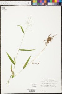 Panicum microcarpon image