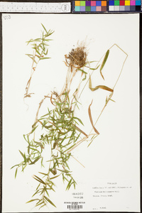 Panicum microcarpon image