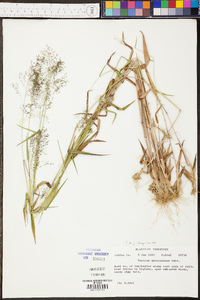 Panicum microcarpon image