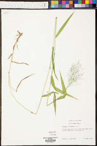 Panicum microcarpon image