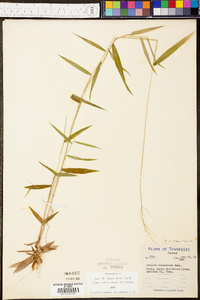 Panicum microcarpon image