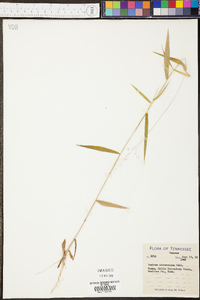 Panicum microcarpon image