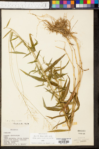 Panicum microcarpon image