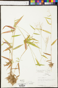 Panicum microcarpon image