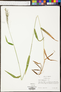 Panicum microcarpon image