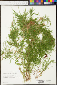 Panicum microcarpon image