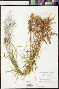 Panicum microcarpon image