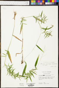 Panicum microcarpon image