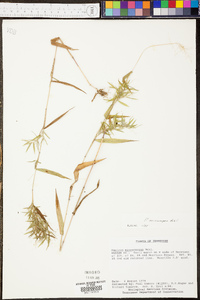 Panicum microcarpon image