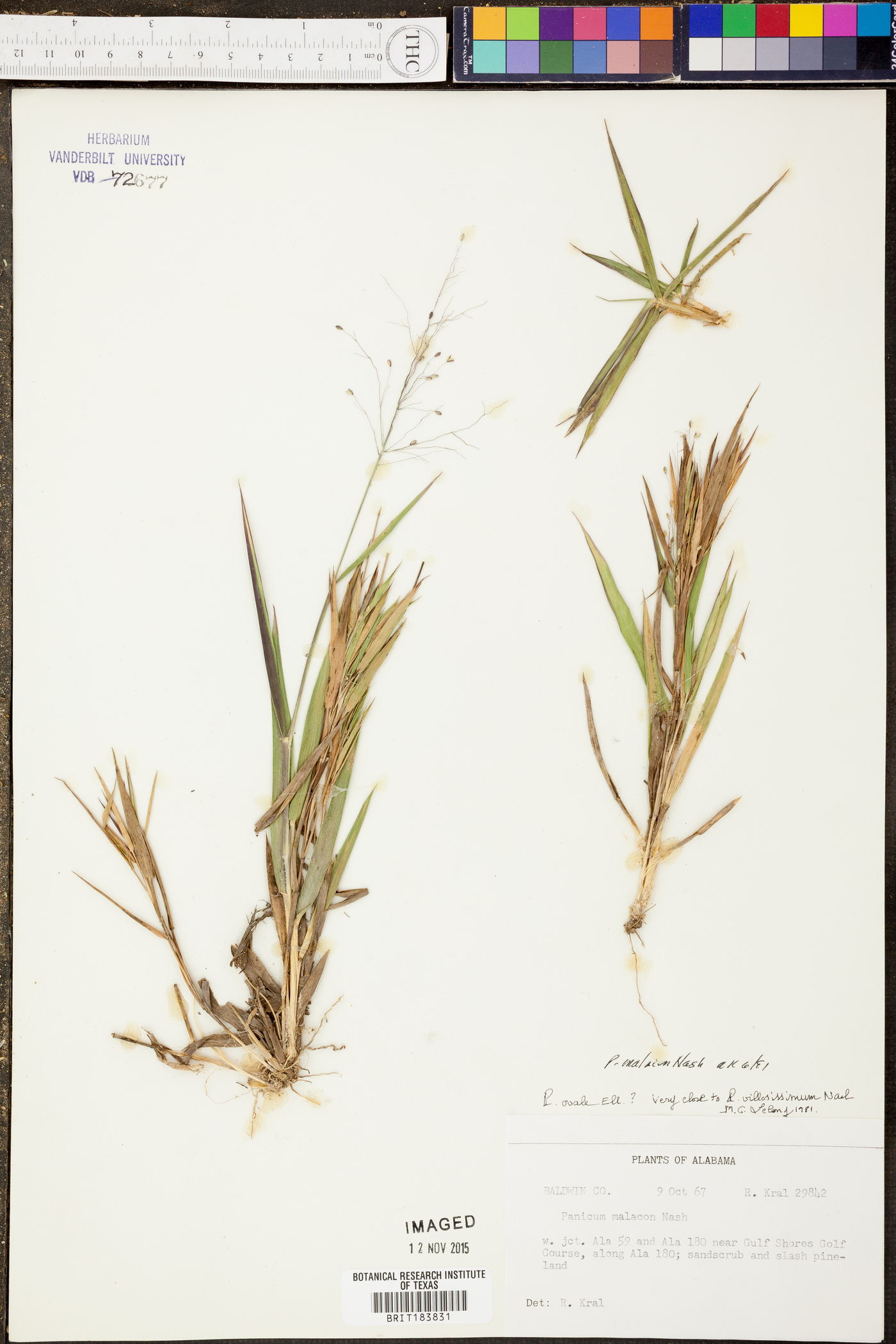 Panicum microcarpon image