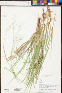 Panicum microcarpon image