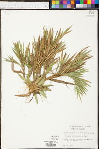 Panicum malacon image