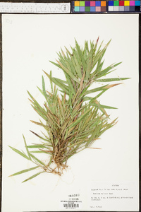 Panicum microcarpon image