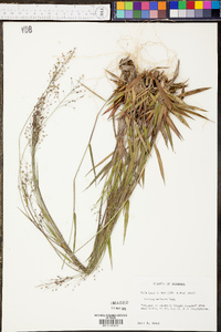 Panicum microcarpon image