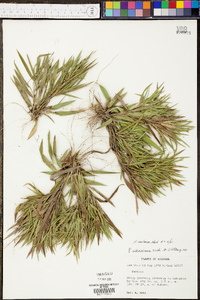 Panicum microcarpon image