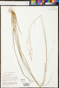 Coleataenia longifolia image