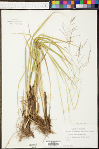 Coleataenia longifolia image