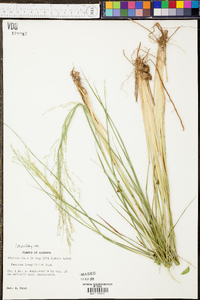 Coleataenia longifolia image