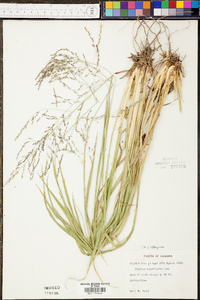 Coleataenia longifolia image