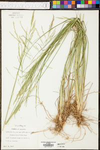 Coleataenia longifolia image