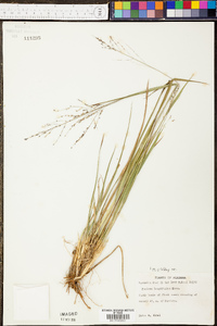 Coleataenia longifolia image