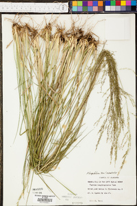 Coleataenia longifolia image